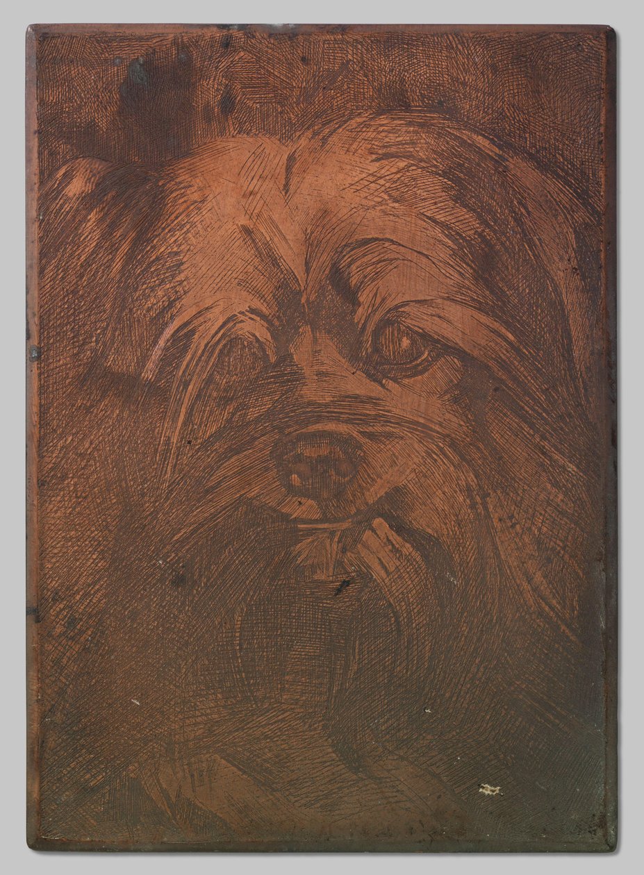 Hund Phoebus af Willem Arnoldus Witsen