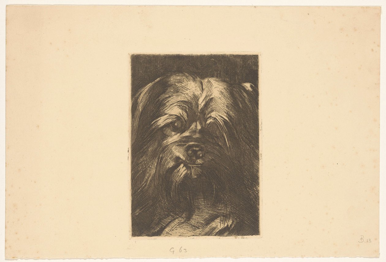Hund Phoebus af Willem Arnoldus Witsen