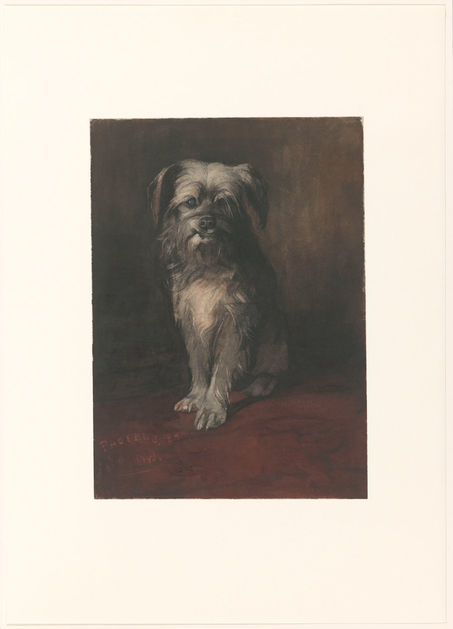 Portræt af hunden Phoebus af Willem Arnoldus Witsen
