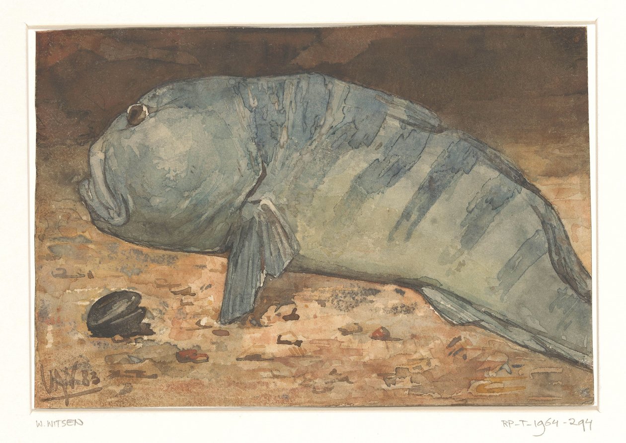 Set fra siden af en fisk af Willem Arnoldus Witsen