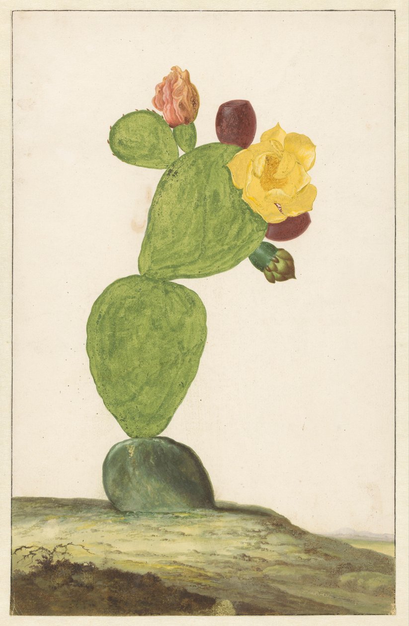 Prickly Pear i blomst af Willem de Heer