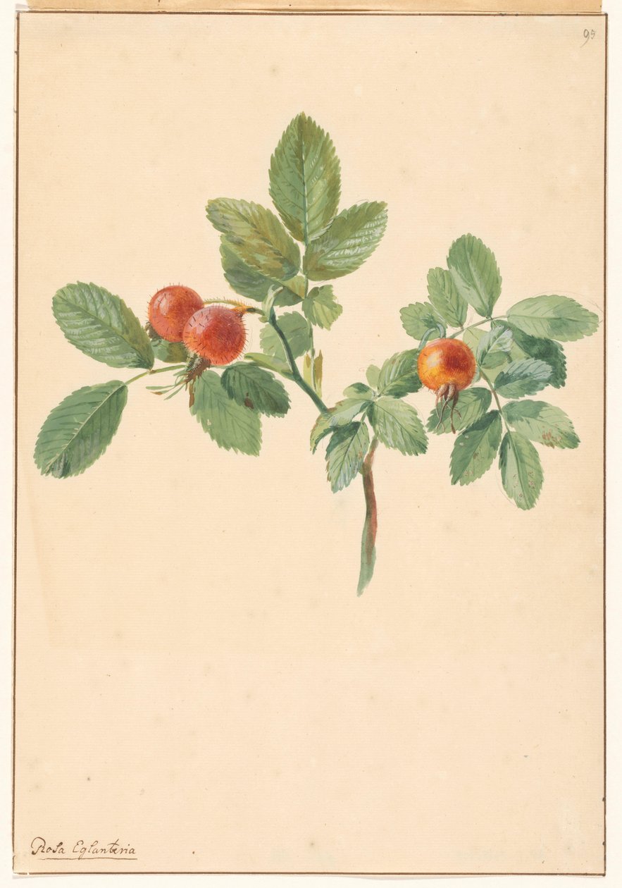Gren med hyben af Willem van Leen (attributed to)