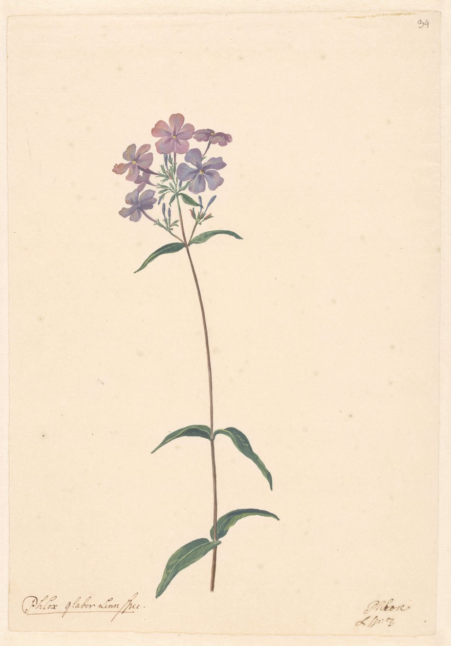 En gren af ​​en floks af Willem van Leen (attributed to)