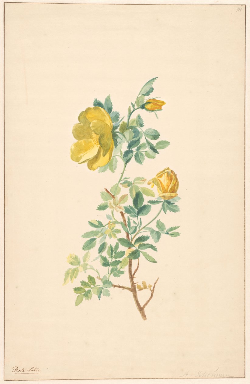 Gren af ​​en gul rose (Rosa Lutea) af Willem van Leen (attributed to)