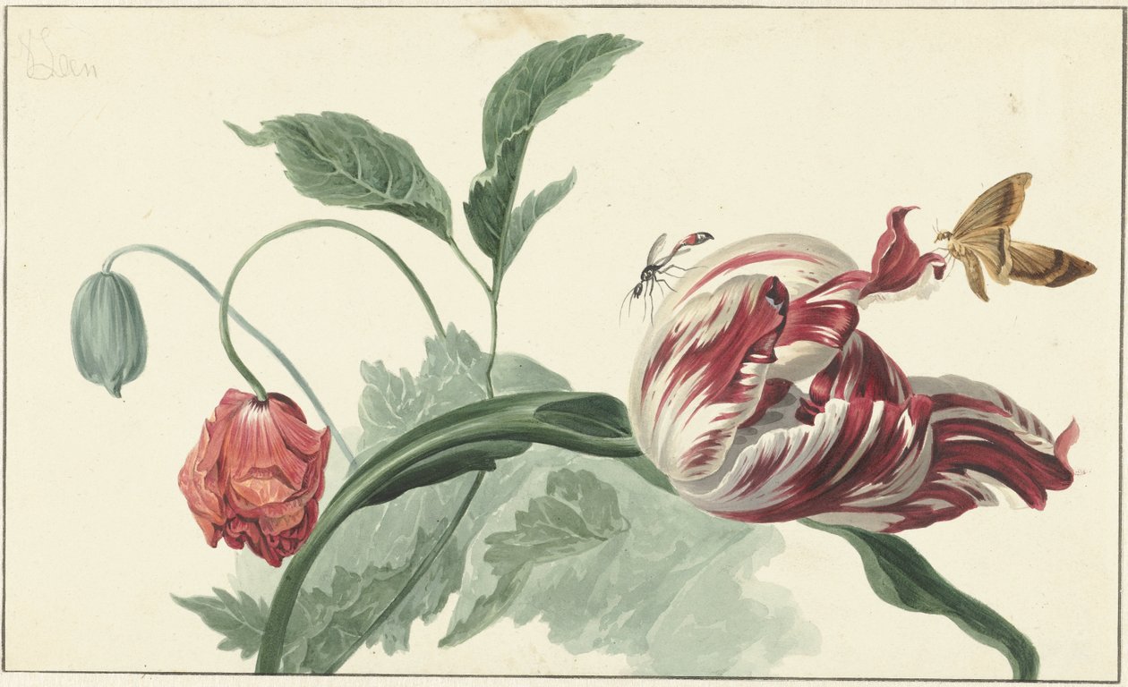 Tulipan og en valmue af Willem van Leen (attributed to)