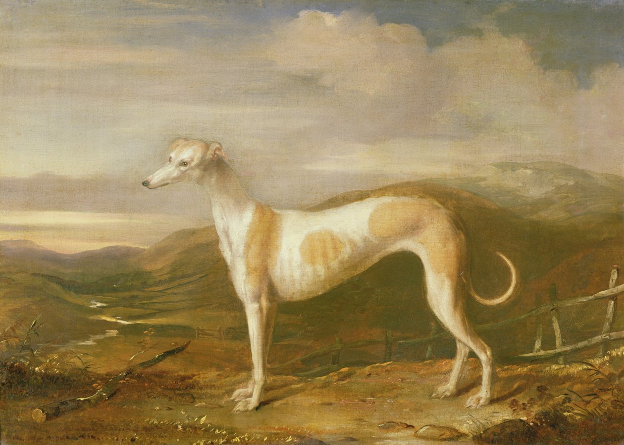 Greyhound af William Barraud