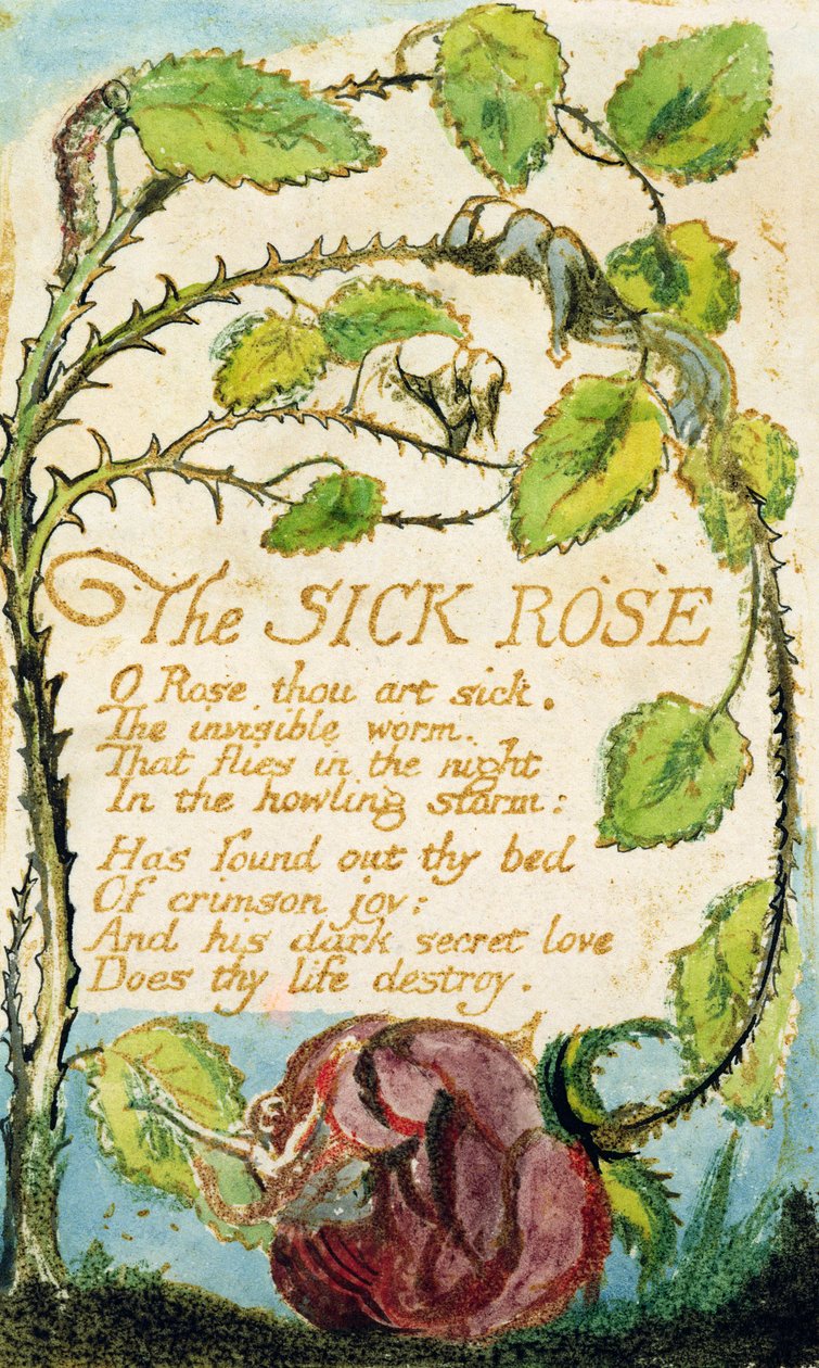 Den syge rose, fra Songs of Innocence (radering, blæk og wc) af William Blake
