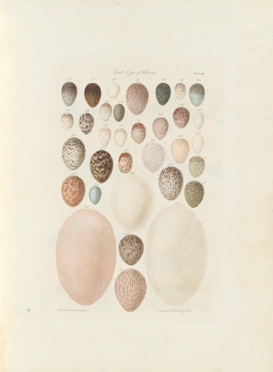 Fugleæg fra Victoria. Den upublicerede folio Australia Terra Cognita af William Blandowski. 1855-56 af William Blandowski