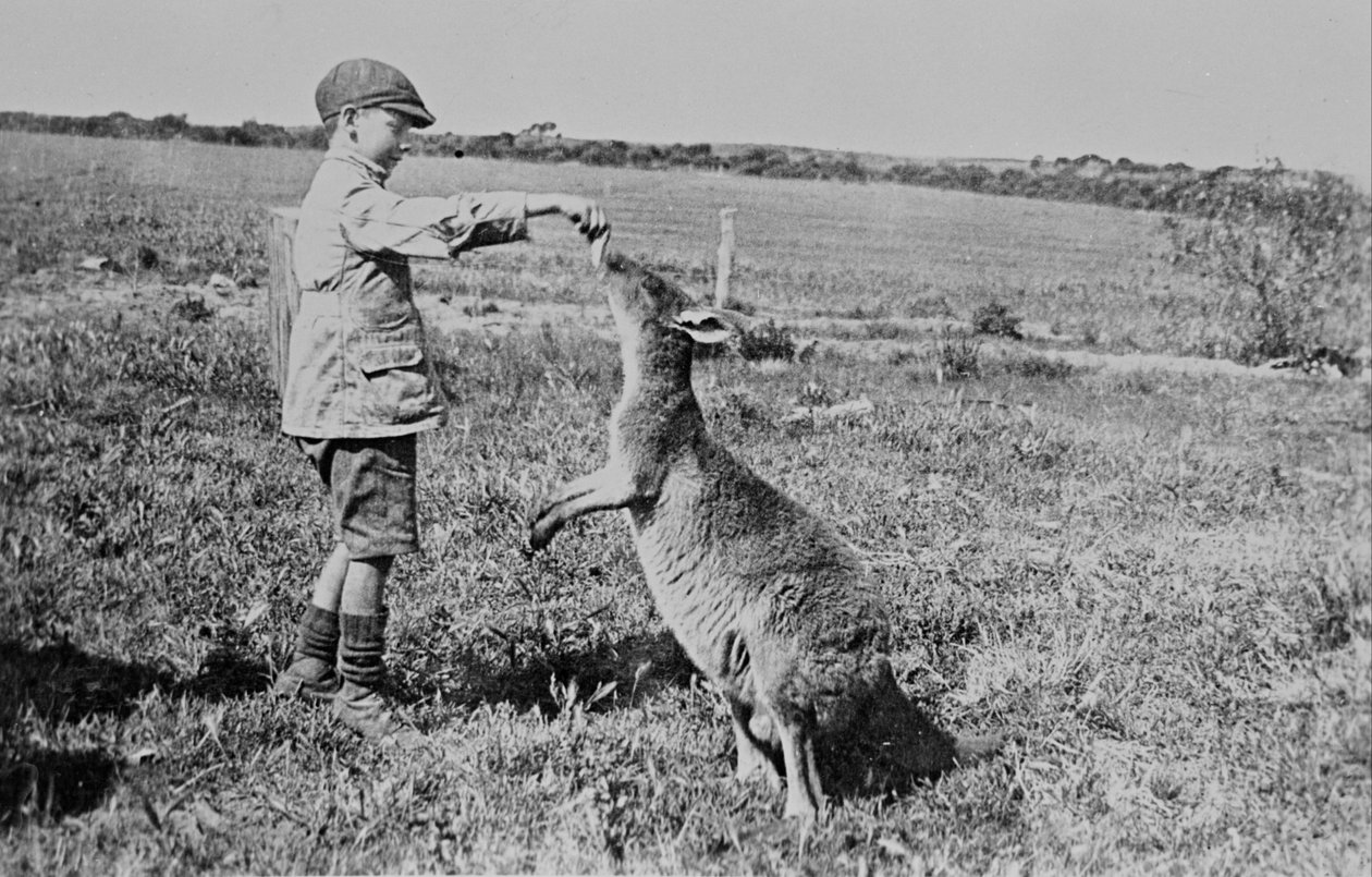 Paddy Dickson fodrer Kanga Joe af William Boyd