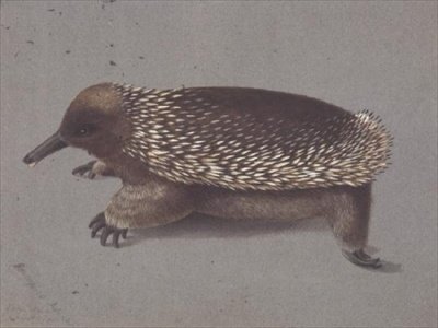 Spiny Echidna, 1800-tallet af William Buelow Gould