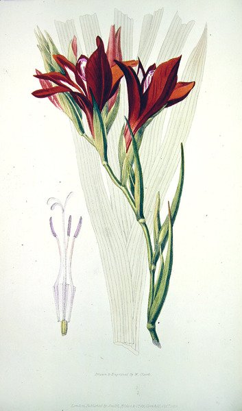 Gladiolus: (Rød) fra `Flora Conspicua, udgivet af Smith, Elder & Co, okt 1825 af William Clark