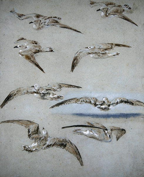Seven Seagulls (blyant, wc og kropsfarve på papir) af Clarkson Frederick Stanfield