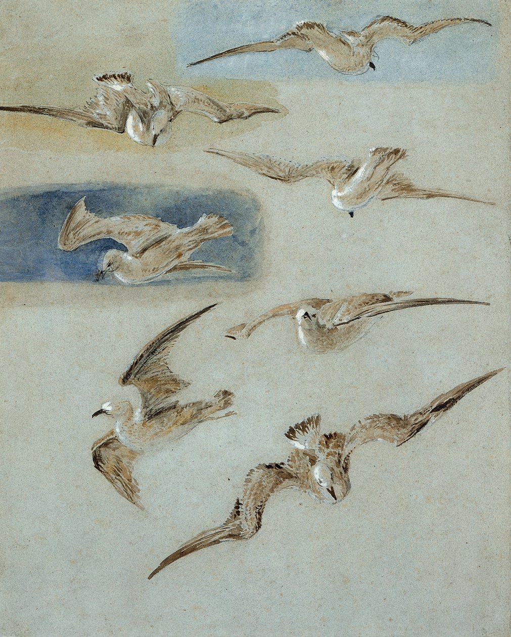 Study of Seagulls (blyant, wc og kropsfarve på papir) af Clarkson Frederick Stanfield