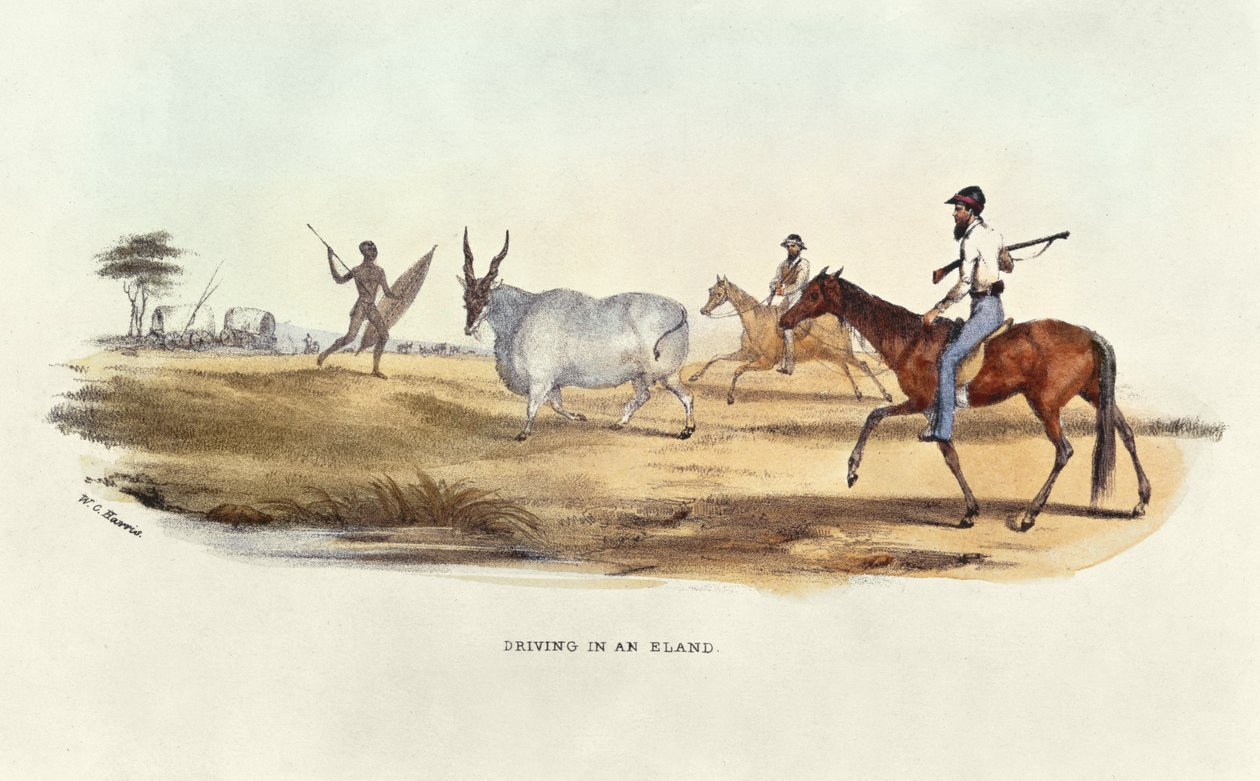 Driving in an Eland, illustration fra Wild Sports of South Africa, af W.C. Harris, 1841 af William Cornwallis Harris