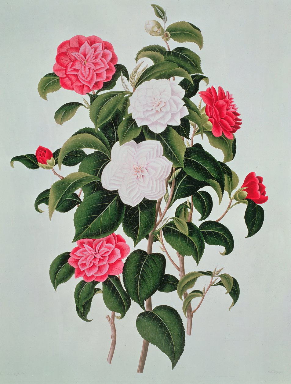 Camellia Japonica, fra A Monograph on the Genus of the Camellia, 1819 af William Curtis