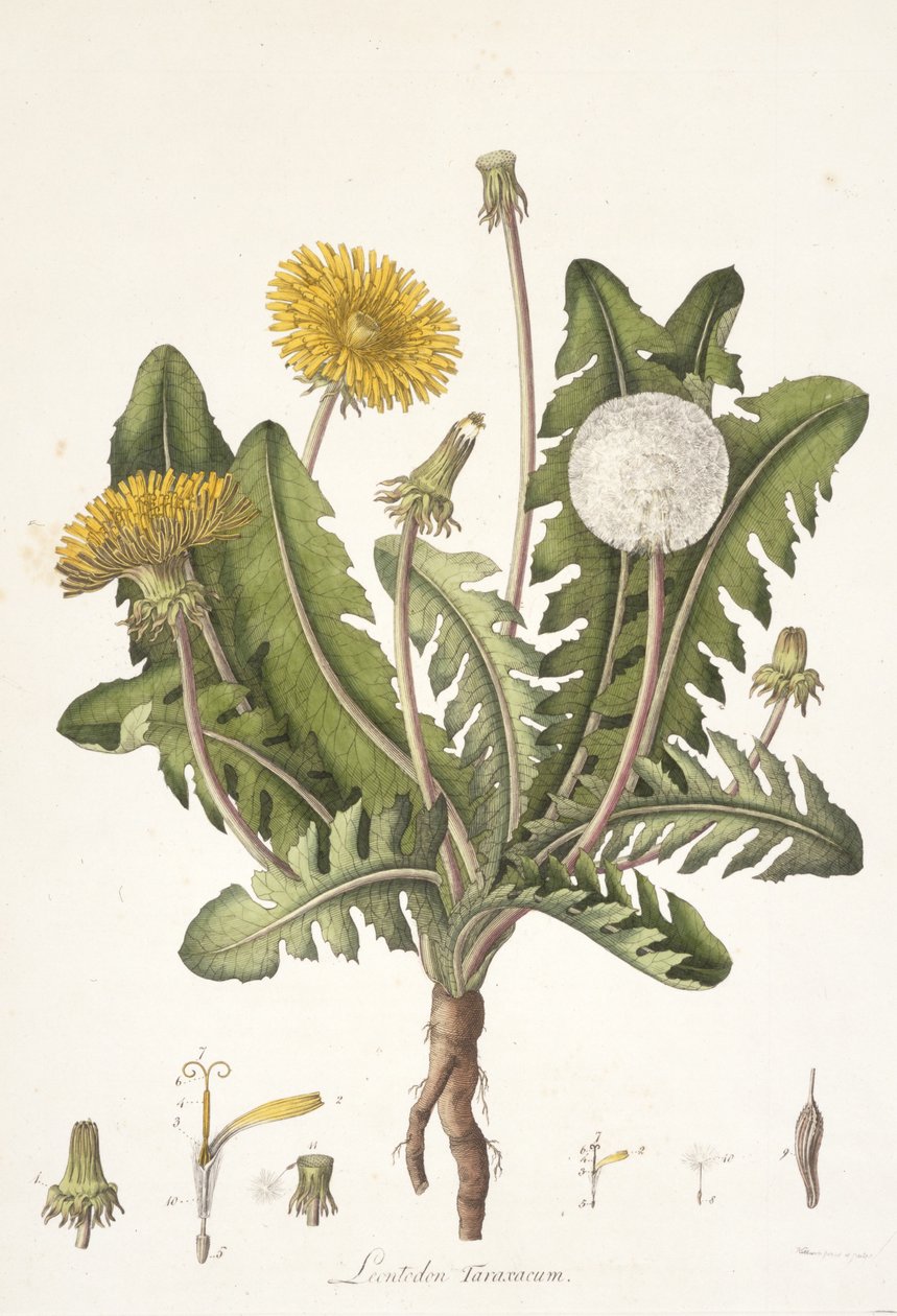 Leontoden Taraxacum fra Flora of London, 1777-1798 af William Curtis