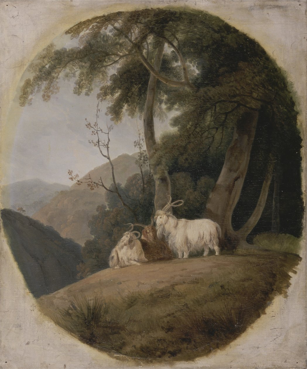 Kashmir-geder, ca.1780-1820 af William Daniell