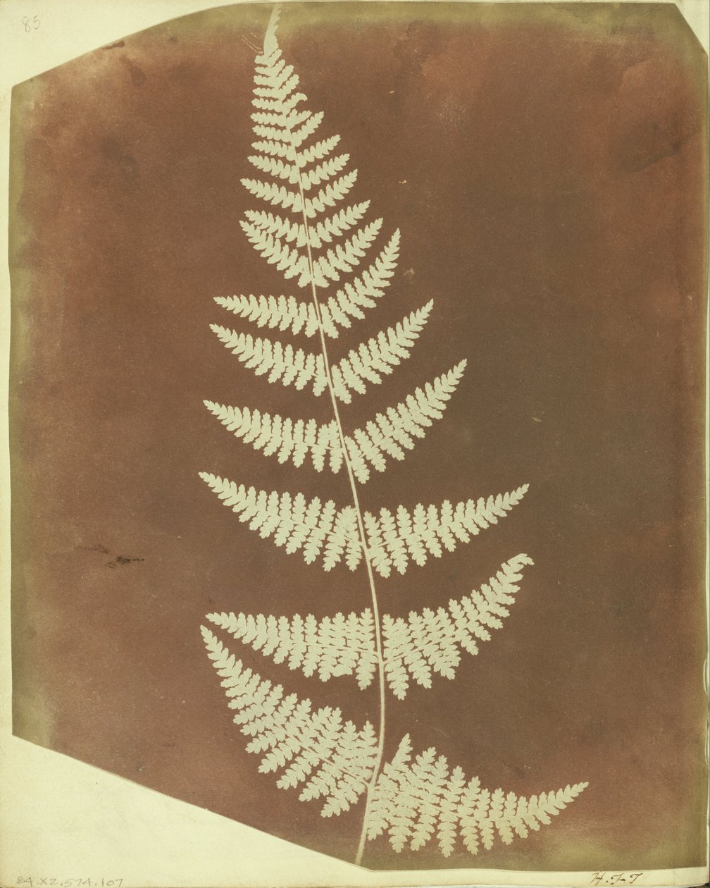 (Buckler Fern) af William Henry Fox Talbot