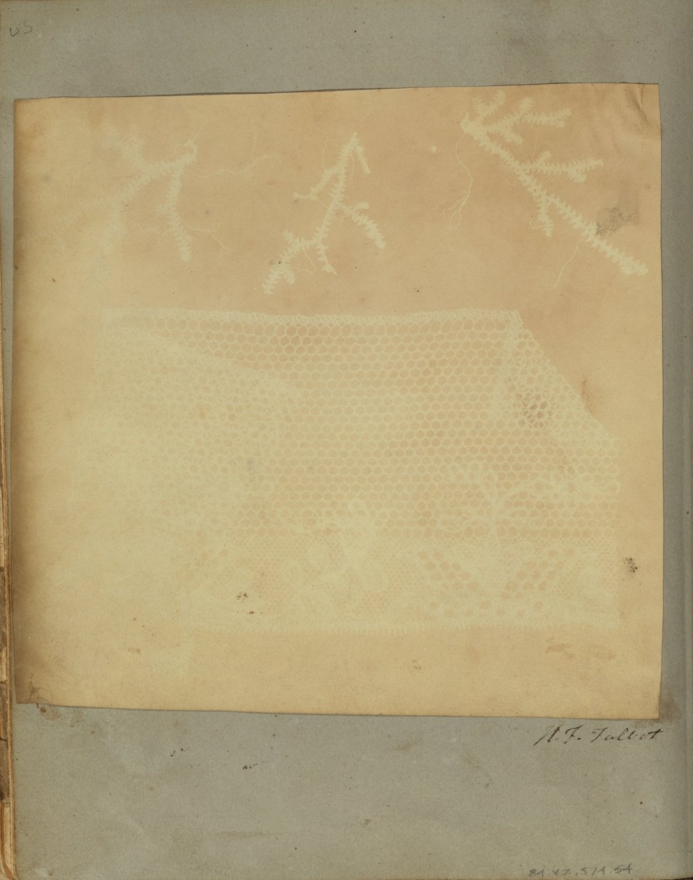 En Fragment af Blonder med Tre Kviste af Mos. af William Henry Fox Talbot