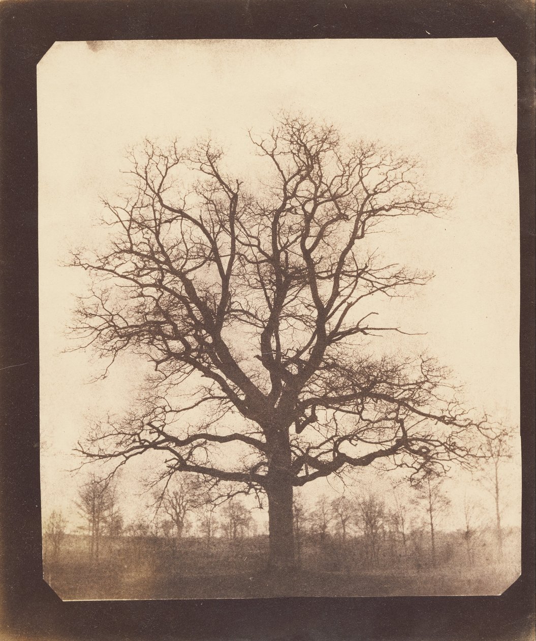 Et egetræ om vinteren af William Henry Fox Talbot