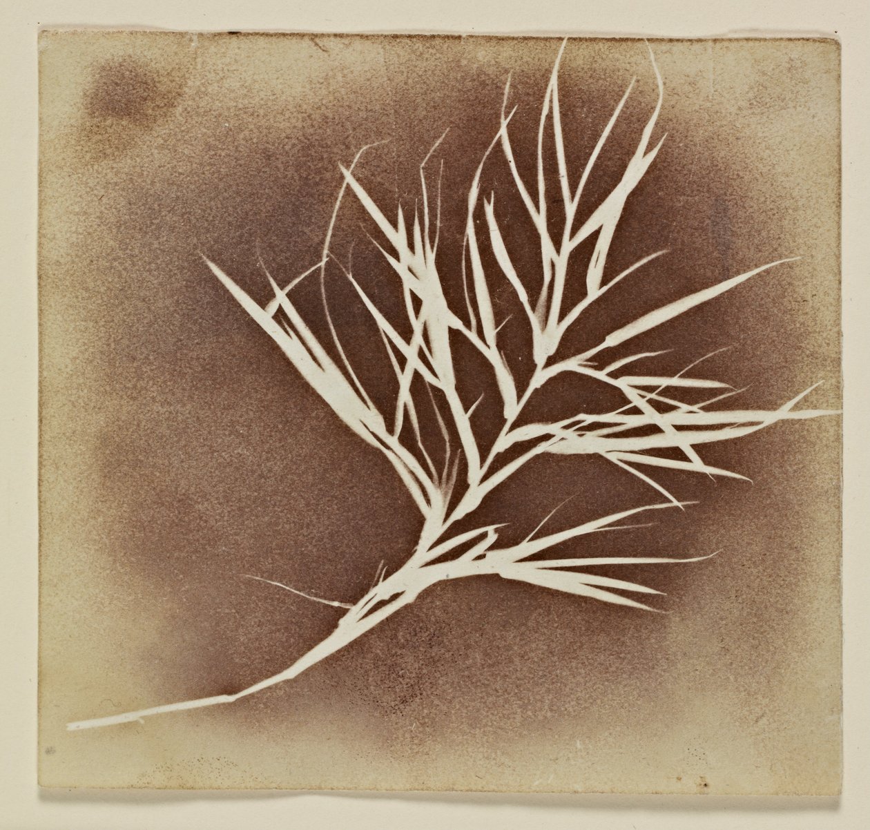 Fotogen tegning af en plante af William Henry Fox Talbot