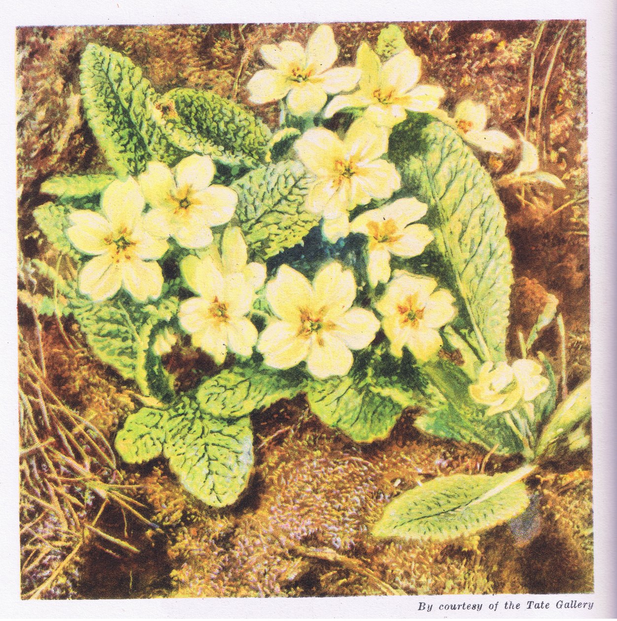 Primroses, Nature in Britain udgivet af Collins, 1946 af William Henry Hunt