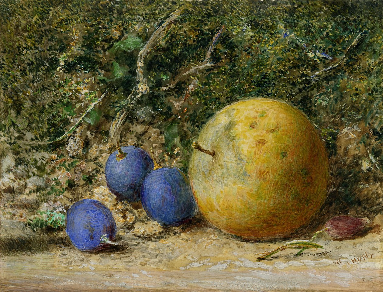 Tre druer og et æble (wc på papir) af William Henry Hunt