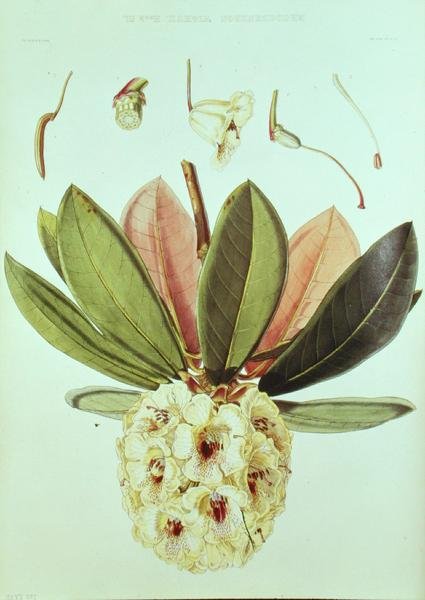Rhododendron Wightii, fra Rhododendrons of the Sikkim Himalaya af J.D. Hooker af William Hooker