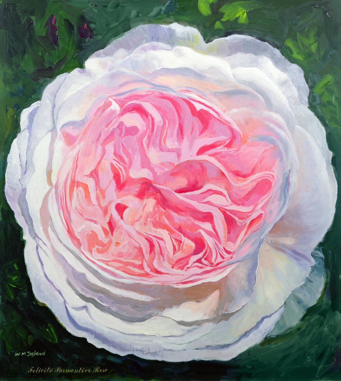 victoriansk rose af William Ireland