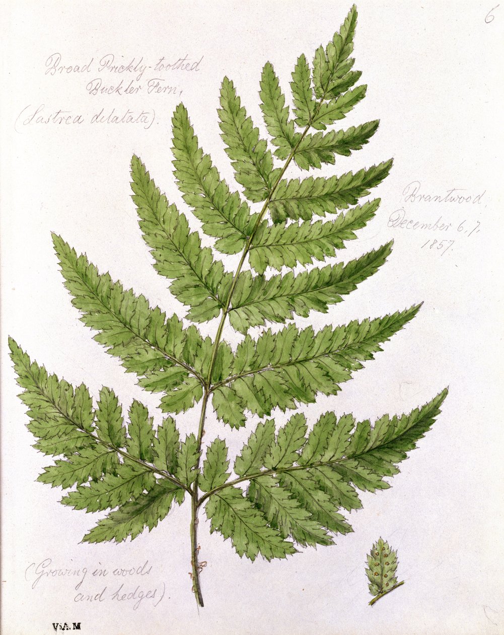 Bred stikkende tandet Buckler Fern, malet i Brantwood, 67. december 1857 af William James Linton
