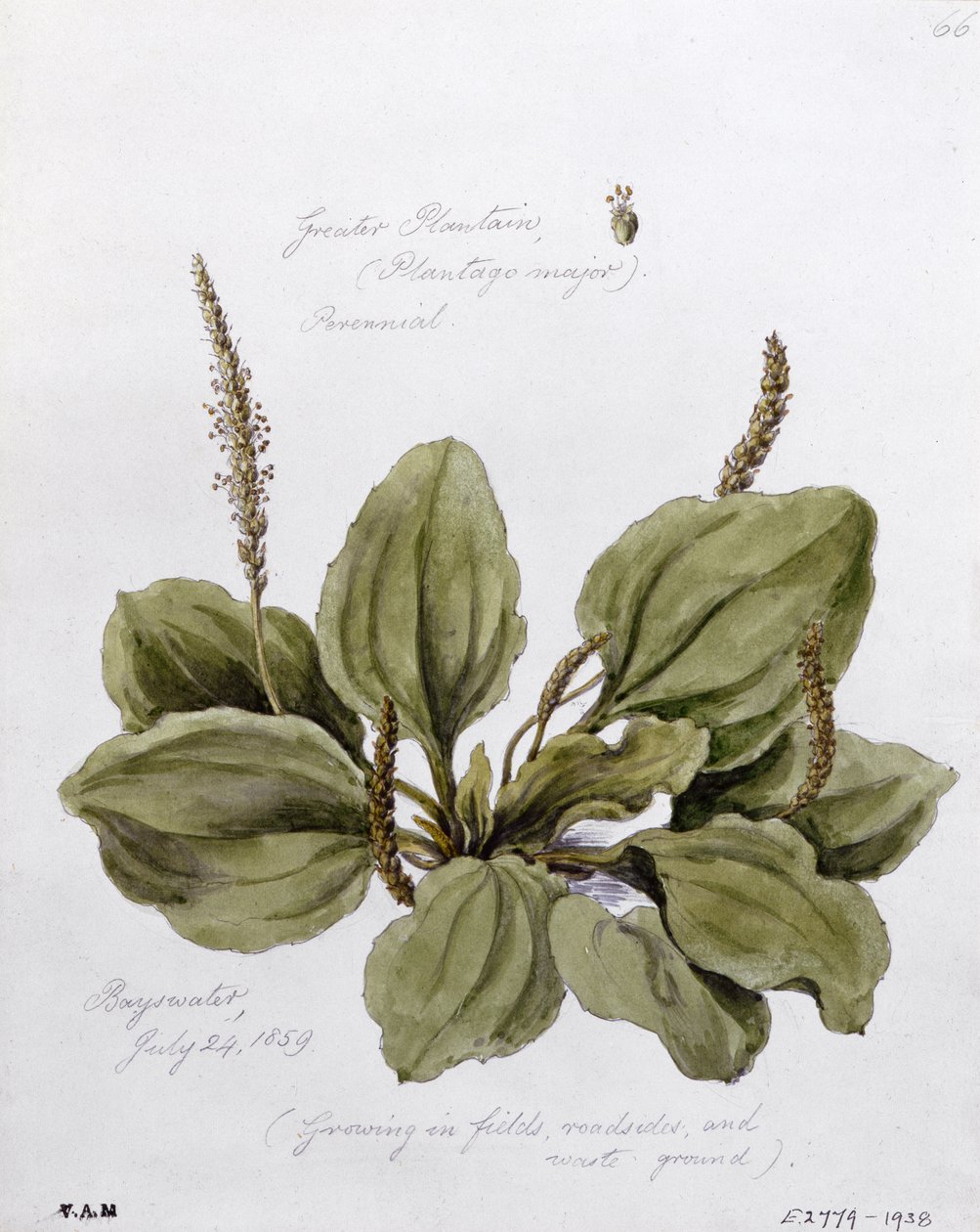 Greater Plantain, malet i Bayswater, 24. juli 1859 af William James Linton