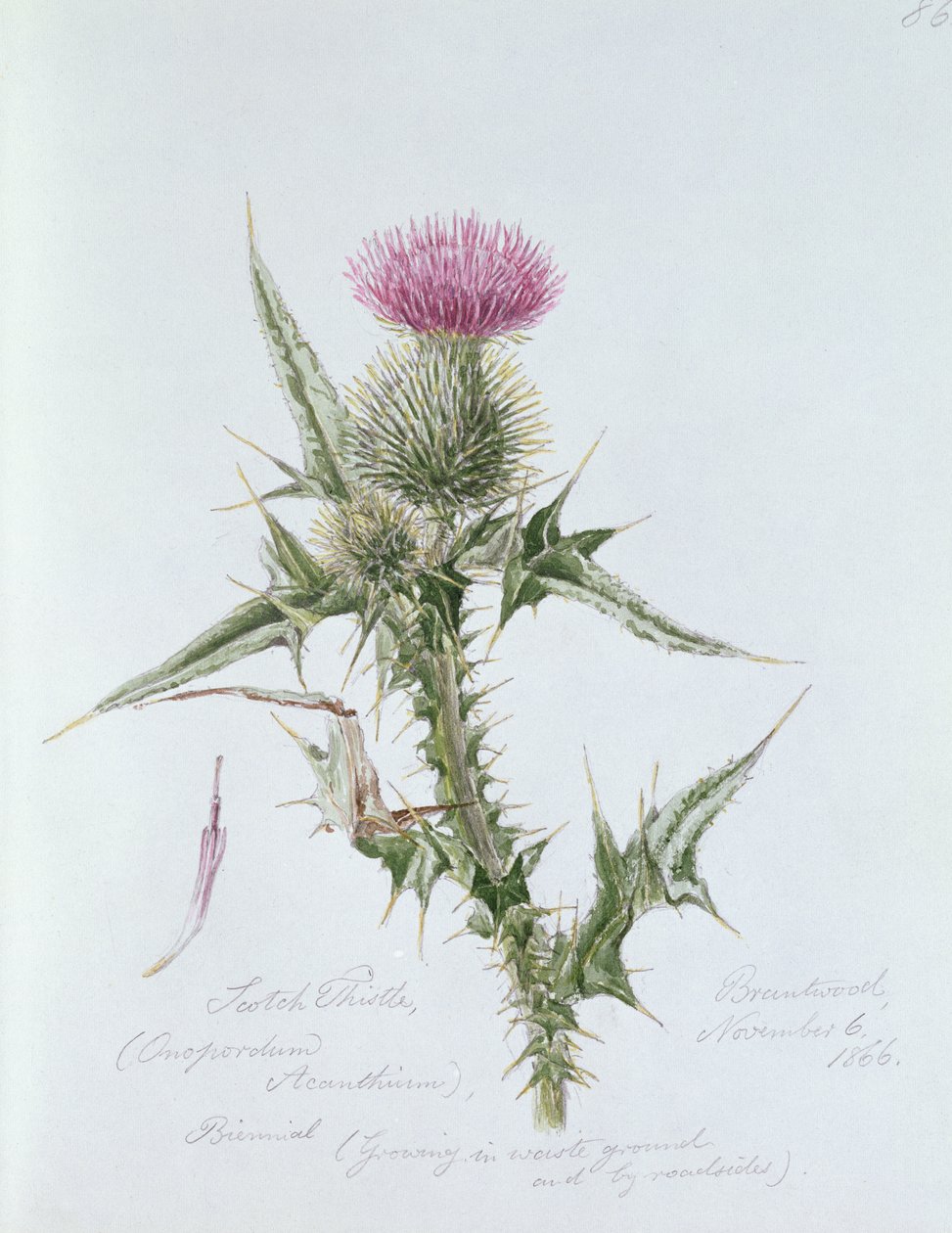 Scotch Thistle, malet i Brantwood, 6. november 1866 af William James Linton