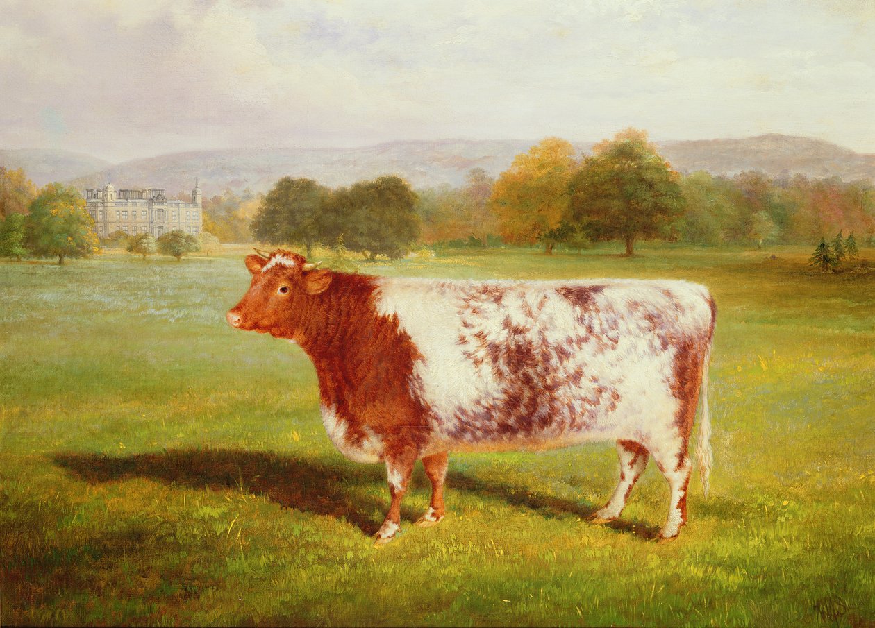 Portræt af en Shorthorn, 1800-tallet af William Joseph Shayer