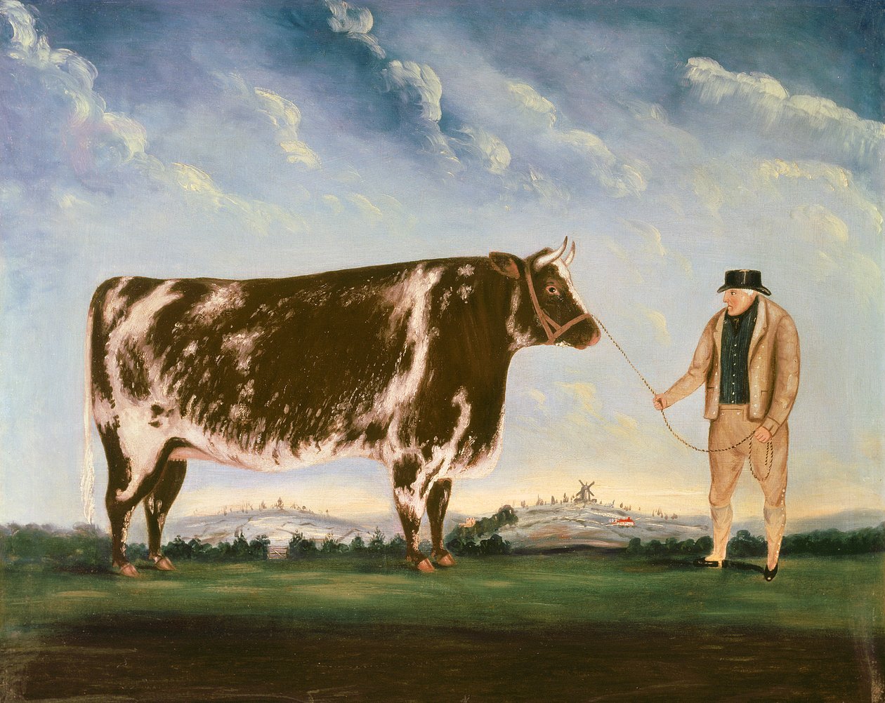 Studie af en Shorthorn af William Joseph Shayer
