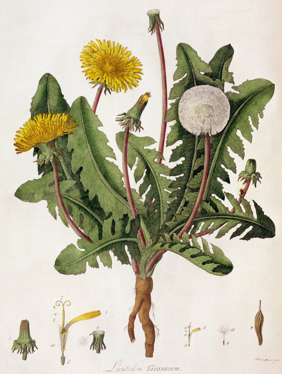 Mælkebøtte (farvegravering) af William Kilburn