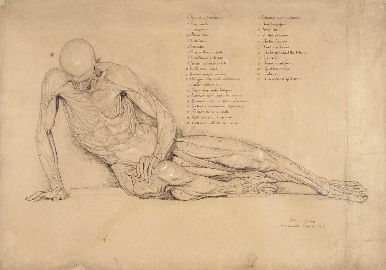 Et ekorche-studie af den døende gallere, 1840 (pen og blæk på papir) af William Linnell