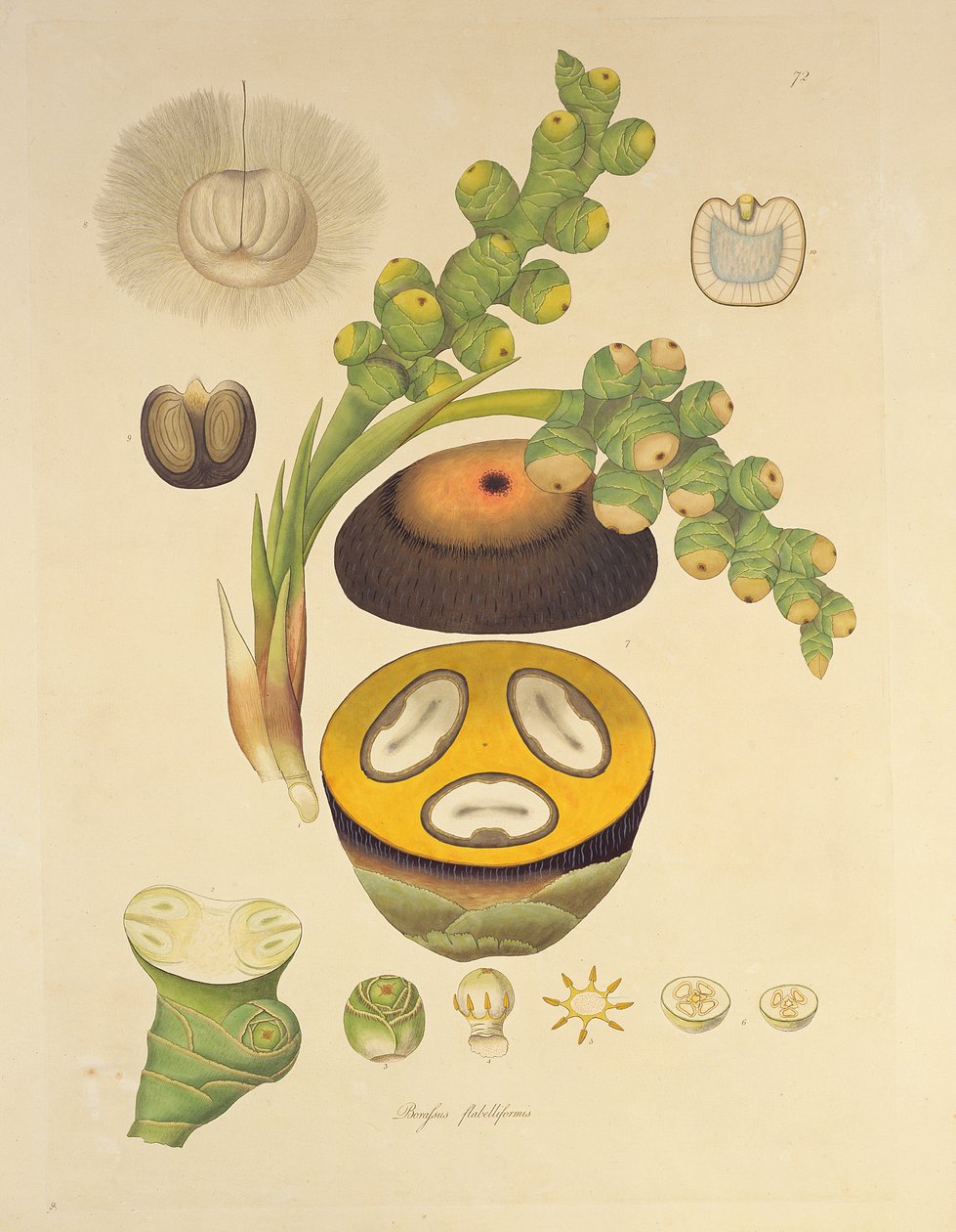 Borassus flabelliformis (Palmaira-træ) illustration fra 
