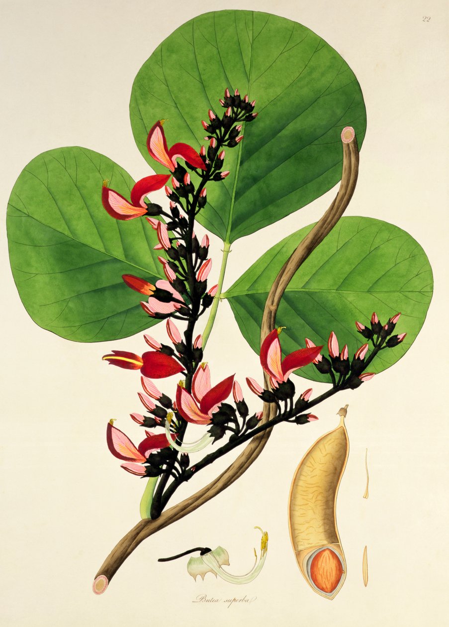 Butea Superba, illustration fra 