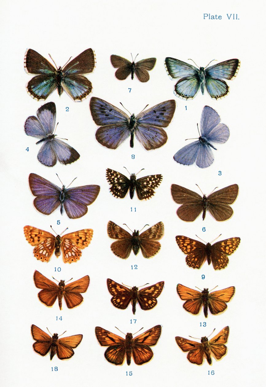 Forskellige typer sommerfugle, illustration fra bogen Butterflies, Moths and Other Insects and Creatures of the Countryside, udgivet 1927 af William Samuel Furneaux