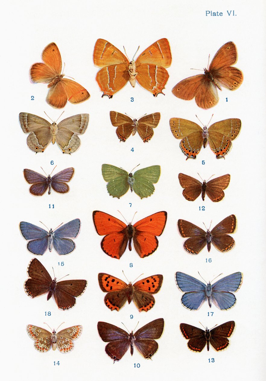 Forskellige sommerfuglearter, illustration fra bogen Butterflies, Moths and Other Insects and Creatures of the Countryside, udgivet i 1927 af William Samuel Furneaux