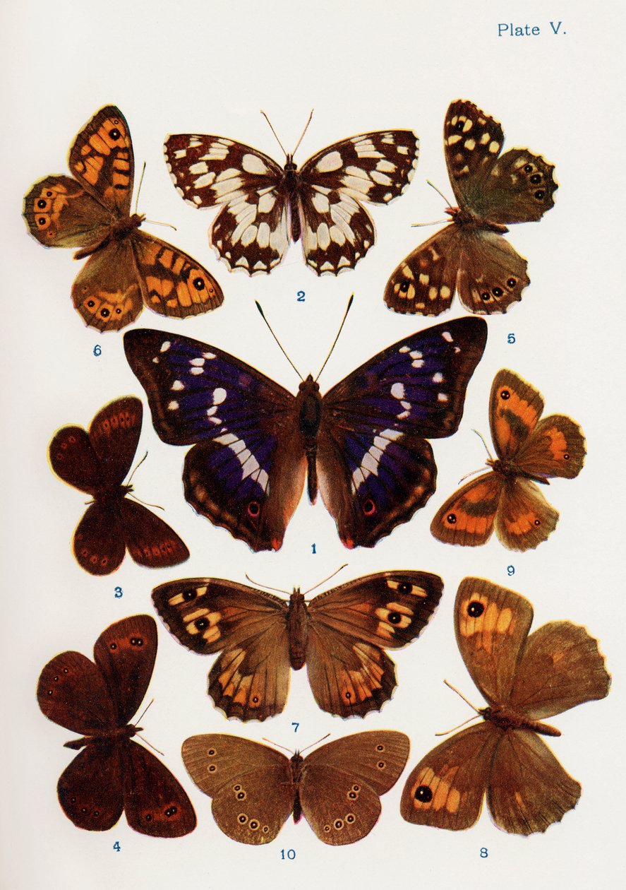 Forskellige typer sommerfugle illustration fra bogen Butterflies, Moths and Other Insects and Creatures of the Countryside, udgivet 1927 af William Samuel Furneaux
