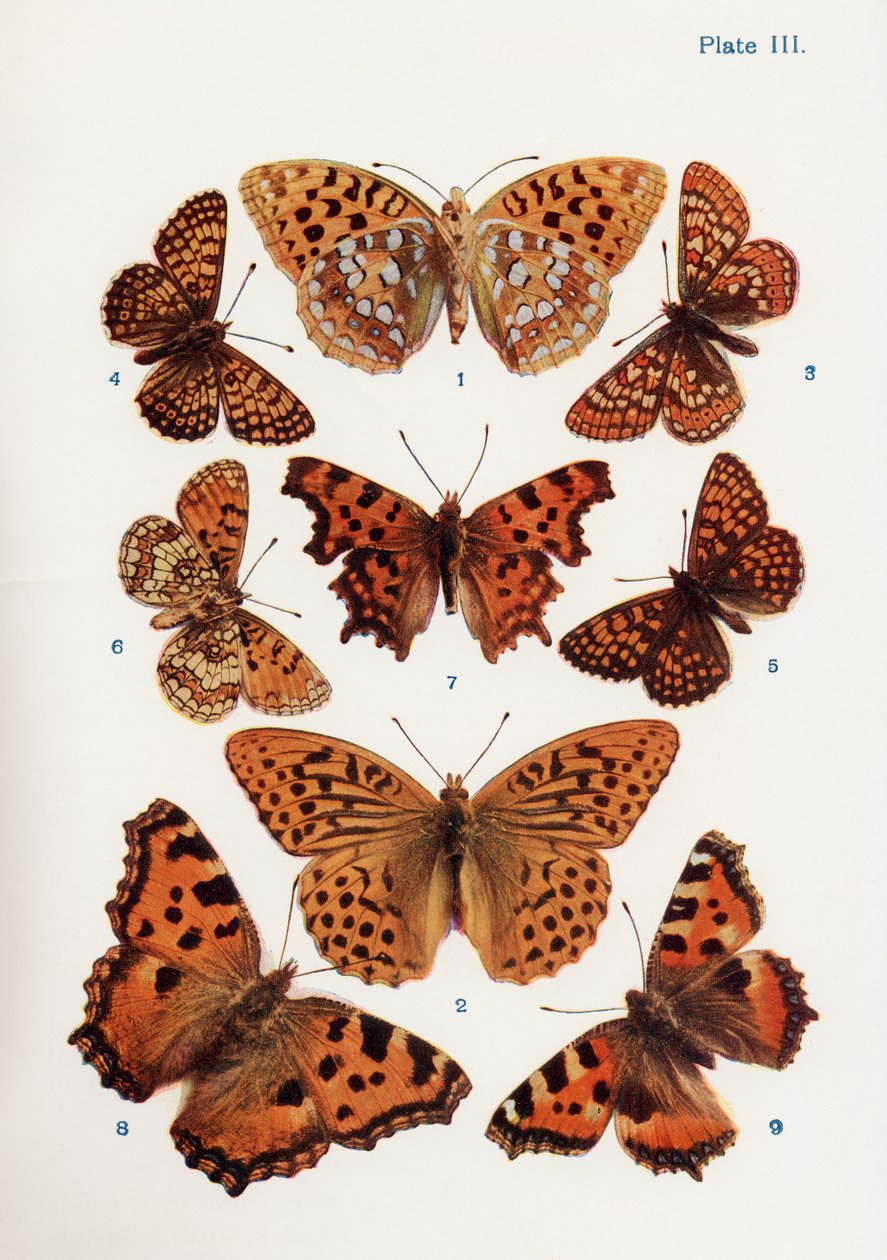 Forskellige typer sommerfugle, illustration fra bogen Butterflies, Moths and Other Insects and Creatures of the Countryside, udgivet 1927 af William Samuel Furneaux