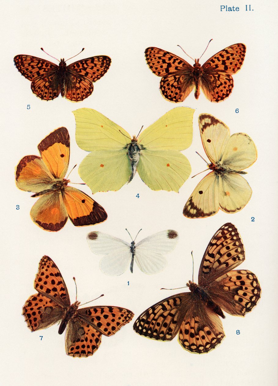 Forskellige typer sommerfugle, illustration fra bogen Butterflies, Moths and Other Insects and Creatures of the Countryside, udgivet 1927 (bw foto) af William Samuel Furneaux