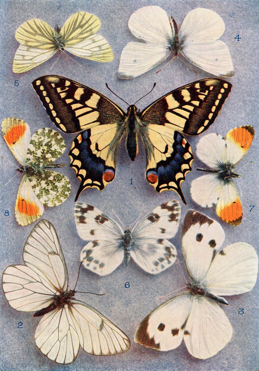 Forskellige typer sommerfugle, illustration fra bogen Butterflies, Moths and Other Insects and Creatures of the Countryside, udgivet 1927 af William Samuel Furneaux