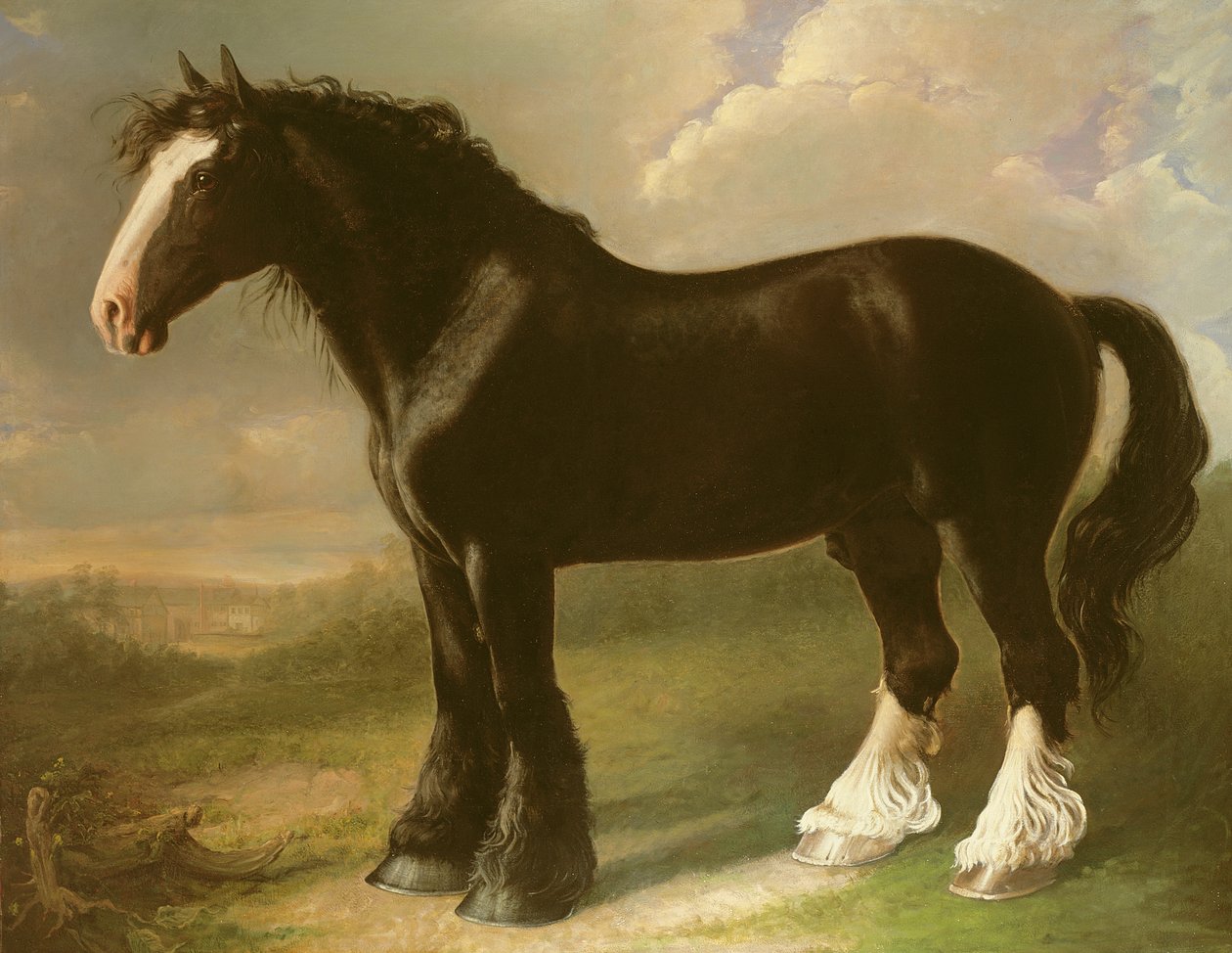 Old English Black Horse af William Shiels