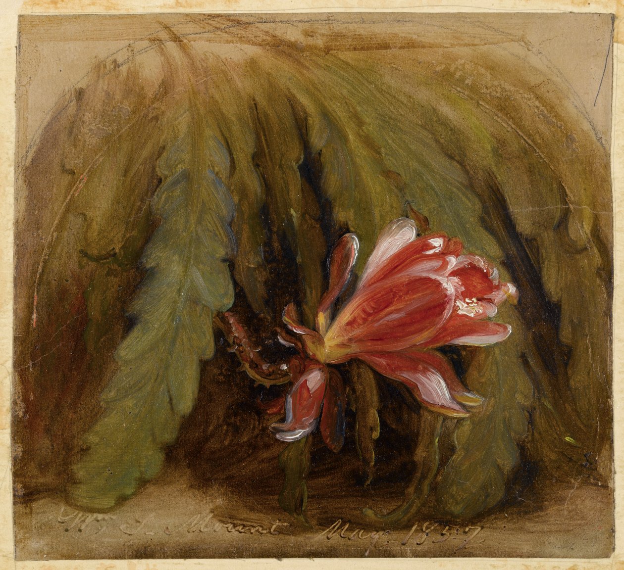Kaktus i blomst, 1857 af William Sidney Mount