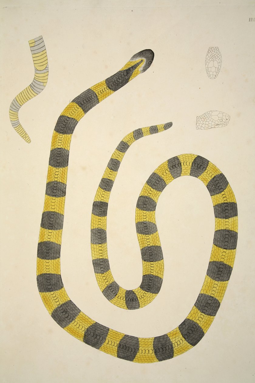 Bungarum Pamah, fra en beretning om indiske slanger indsamlet på Coromandel-kysten, pub. 1796 (håndfarvet gravering) af William Skelton
