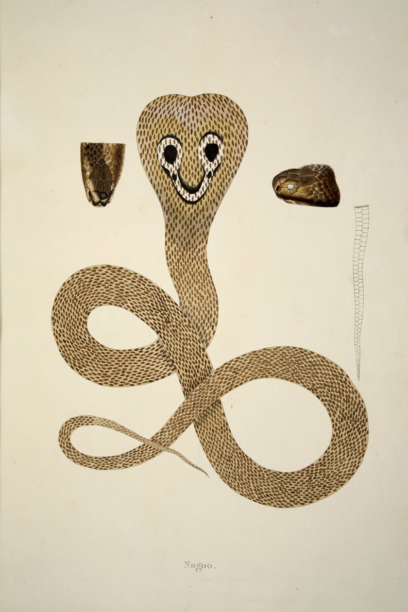 Nagoo, fra en beretning om indiske slanger indsamlet på Coromandel-kysten, pub. 1796 (håndfarvet gravering) af William Skelton