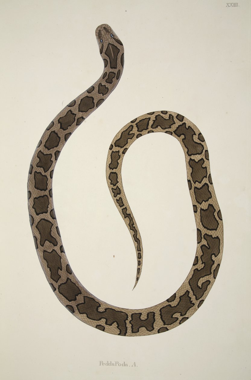 Pedda Poda. A., fra en beretning om indiske slanger indsamlet på Coromandel-kysten, pub. 1796 (håndfarvet gravering) af William Skelton