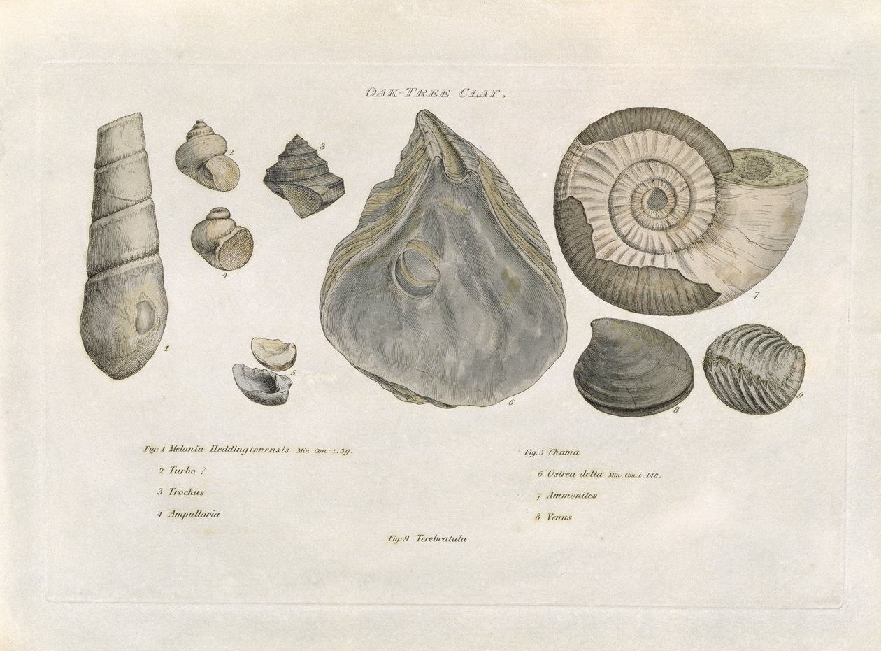 Oak Tree Clay Fossils, illustration fra 